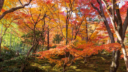 Beautiful Kyoto autumn leaves
