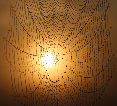 Sonnenaufgang im Spinnennetz