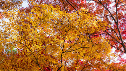 Beautiful Kyoto autumn leaves