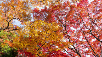 Beautiful Kyoto autumn leaves