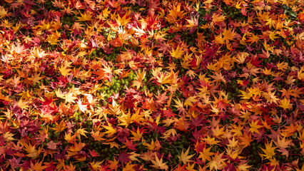 Beautiful Kyoto autumn leaves