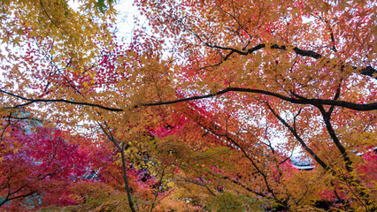 Beautiful Kyoto autumn leaves