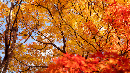 Beautiful Kyoto autumn leaves