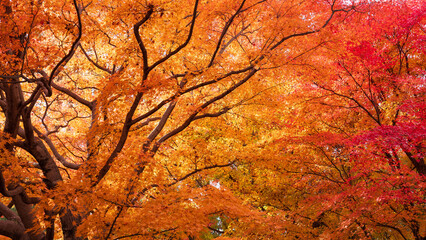 Beautiful Kyoto autumn leaves
