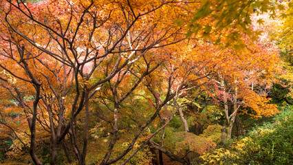 Beautiful Kyoto autumn red leaves