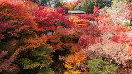 Beautiful Kyoto autumn red leaves