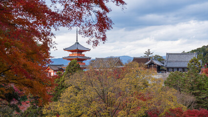 Naklejka premium Beautiful Kyoto autumn red leaves