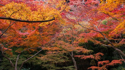 Beautiful Kyoto autumn red leaves