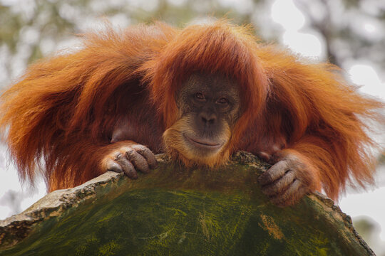 Close up of orangutan peeking - Powered by Adobe