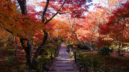 Beautiful Kyoto autumn red leaves