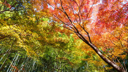 Beautiful Kyoto autumn red leaves