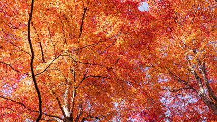 Beautiful Kyoto autumn red leaves