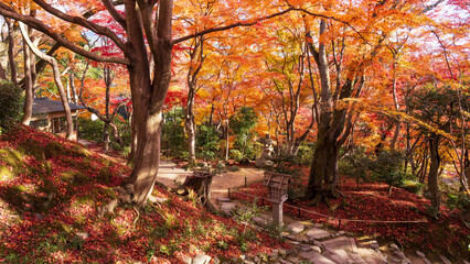 Beautiful Kyoto autumn red leaves