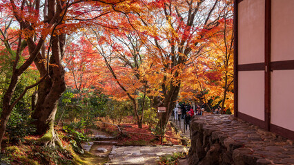 Beautiful Kyoto autumn red leaves
