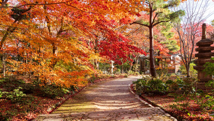 Beautiful Kyoto autumn red leaves