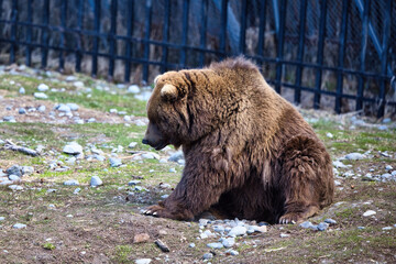 Side of grizzly bear sitting on rocks in its enclosure on a sunny spring day at a zoo in Anchorage, Alaska.