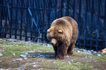Grizzly bear walking in front of fence at a zoo in Anchorage, Alaska on a sunny spring day.