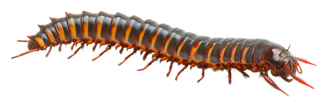 Centipede chronicles isolated on a transparent background