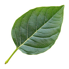 Obraz premium Botanical Leaf Cluster isolated on transparent background.