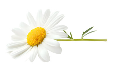 Chamomile flower on a transparent background. isolated background.