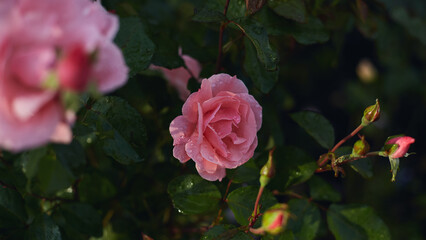 Pink rose with dew on petals, green leaves, and rosebuds in a blurred garden setting.