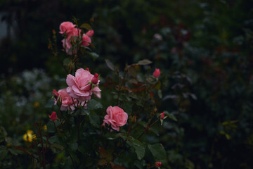 Pink roses with water droplets and green foliage in a moody garden setting during daylight.