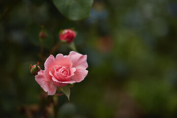 A delicate pink rose in full bloom with rosebuds and blurred green garden surroundings.