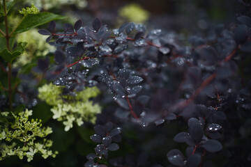 Dark maroon leaves with water droplets and pale green flowers in a lush garden background.