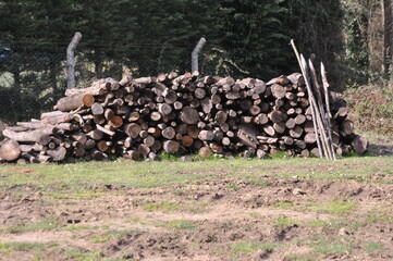 Wooden logs with forest on background