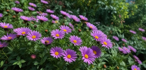 Obraz premium Vibrant aster flowers amidst lush green foliage, garden, bloom, green leaves