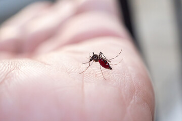 Aedes aegypti mosquitoes on human hand