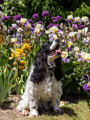 Male Russian spaniel dog sitting in front of a blooming irises