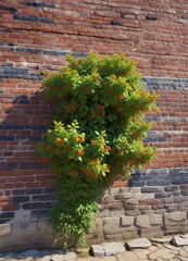 A blueberry bush with bright green and colorful leaves clinging to a old brick wall, rural, bushes, nature