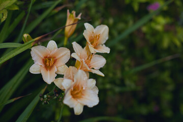 Close-up of delicate pale orange daylily flowers with water droplets on petals