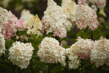 White and pink hydrangea flowers in full bloom surrounded by green leaves.