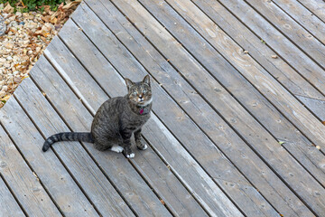 Solitary gray striped tabby cat with white paws, sitting on a weathered cedar deck looking towards the camera