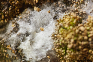 Mold growth with white fibrous texture and spores on decaying organic matter