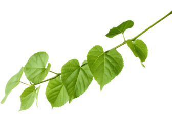 A realistic, vibrant green leafy vine isolated on a transparent background