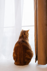 Red cat with stripes is sitting on a windowsill looking out the window