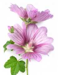 Fototapeta premium Common mallow flower in vibrant purple, captured in a studio shot against a clean white background, showcasing its natural beauty