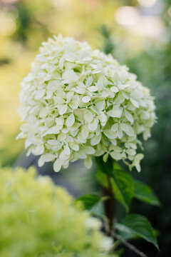 Pale lime with white inflorescences of paniculate hydrangea Pixio in summer
