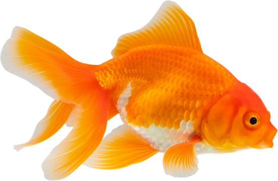 Oranda goldfish isolated on white background close up - Powered by Adobe