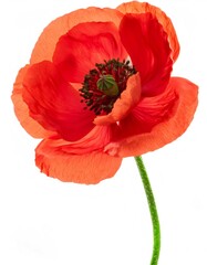 Beautiful red oriental poppy flower in full bloom against a clean white backdrop, highlighting its intricate petal details