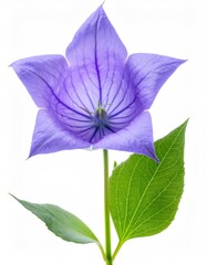 Vibrant single platycodon grandiflorus, or balloon flower, standing tall against a white background, highlighting its delicate veins and purple hue