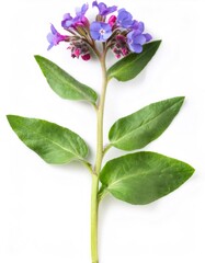 Studio shot of a single pulmonaria officinalis stem with purple and blue flowers and green leaves, isolated on a white background