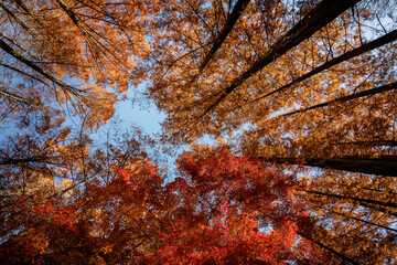 メタセコイヤとモミジの紅葉