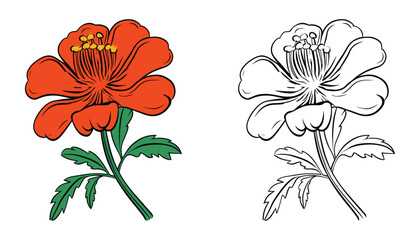 Vibrant red flower illustration with a line art version. Perfect for coloring books or design projects!