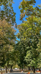 Tree-lined park path with dense green foliage and bright blue sky, perfect for eco-concepts, outdoor designs, relaxation themes, landscaping businesses, environmental awareness, and tourism promotion.