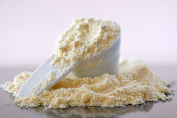 Close up of bovine colostrum powder in a measuring scoop. Colostrum benefits for immune system and...