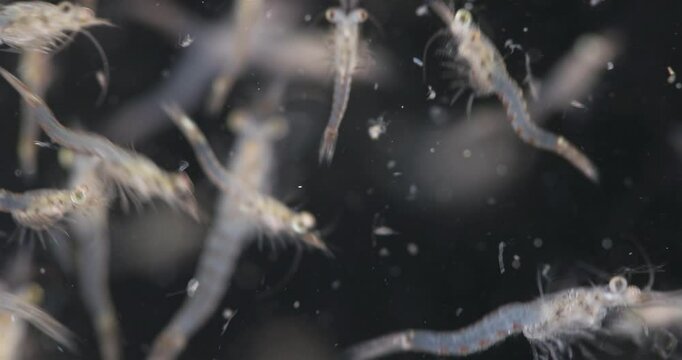 Colony crustacea mysida Mysis oculata close up, Mysidae family. Filter out small particles suspended in water. White sea